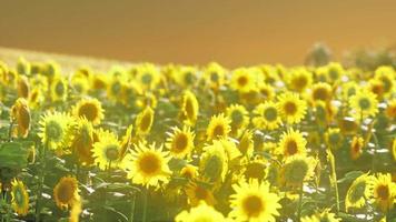 Feld der blühenden Sonnenblumen auf einem Hintergrundsonnenuntergang