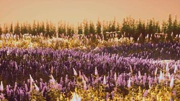 champ de lavande en fleurs sous les couleurs du coucher de soleil d'été