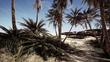 oasis en las dunas del desierto marroquí video