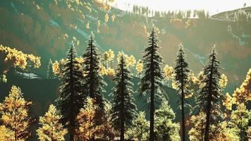 hösten skandinavisk som skog och landskap med levande höstfärger video
