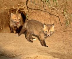 Red Fox kits at den entrance in Saskatchewan photo
