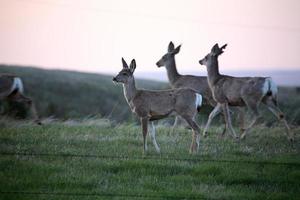 Three Mule Deer in spring in Saskatchewan photo