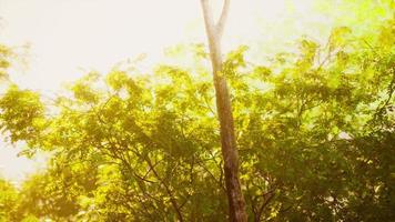 la luz del sol de finales de verano atravesando los árboles video