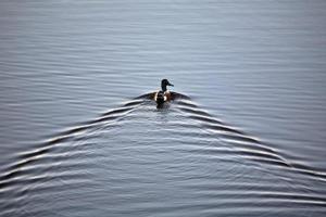 Northern Shoveler drake swimming in pothole in Saskatchewan photo