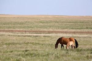 yegua con potro en pasto saskatchewan foto