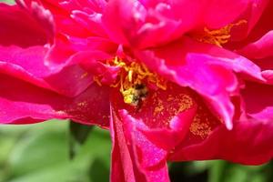 Bee on a blooming flower in scenic Saskatchewan photo