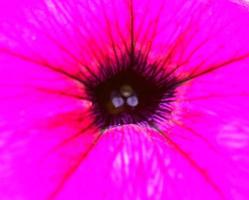 Blooming flower in scenic Saskatchewan photo