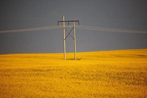 nubes de tormenta sobre un cultivo de canola de saskatchewan foto