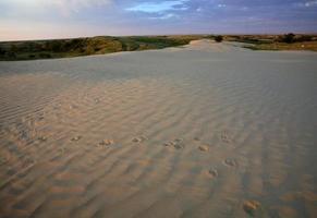 Sand dune at Great Sand Hills in scenic Saskatchewan
