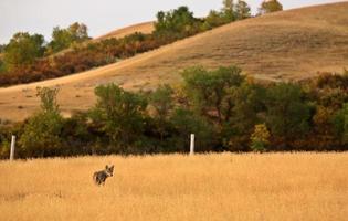 joven coyote en un campo de saskatchewan foto