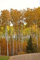 Aspen trees in fall photo
