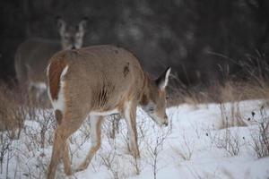 Two White tailed Deer in winter photo