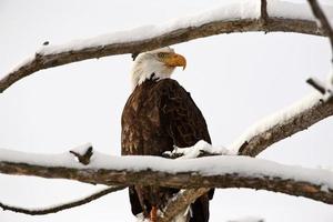 águila calva encaramado en el árbol foto