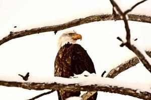 águila calva encaramado en el árbol foto