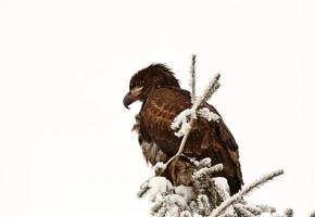 águila calva encaramado en el árbol foto