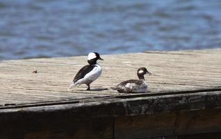 Pair of Bufflehead Ducks on dock photo