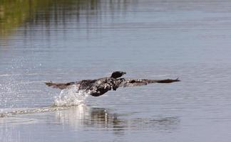 cormorán tomando vuelo del agua foto