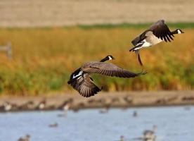 Canada Geese taking flight from Prairies pond photo