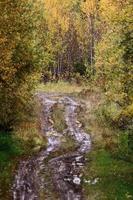 Autmn leaves along a muddy trail in Cypress Hills photo