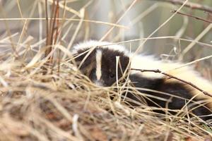 Young Skunk in the Grass Saskatchewan Canada photo