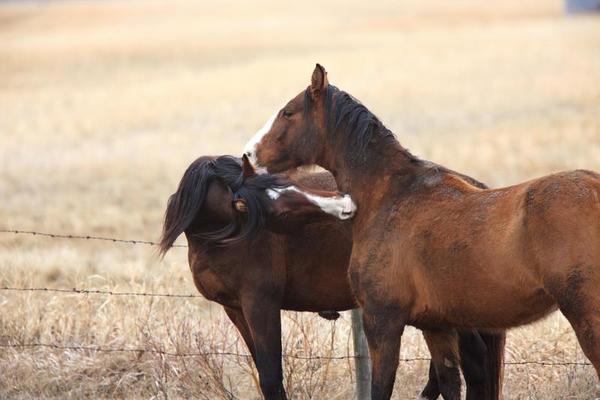 Horses Mating Stock Photos, Images and Backgrounds for Free Download(04)