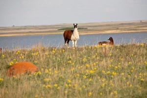 Llamas in spring pasture in Saskatchewan Canada photo