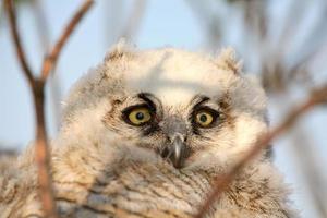 Owlet in nest in Saskatchewan photo
