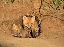 kits de zorro rojo en la entrada de la guarida en saskatchewan foto