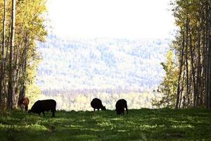 ganado en un bosque limpiando en alberta. foto