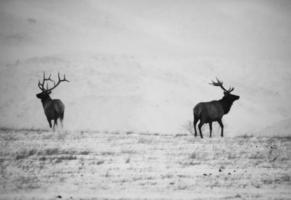 Black and white image of male elk in winter photo