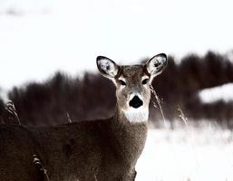 White tailed Deer doe in winter photo