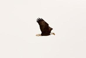 águila calva en vuelo foto