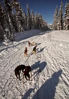 carreras de trineos tirados por perros en alberta foto