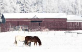 Horses grazing in winter pasture photo
