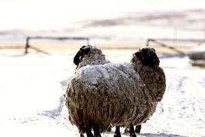 ovejas cubiertas de nieve en la zona rural de alberta foto