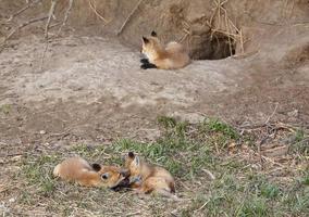 Three Red Fox pups at den photo