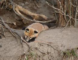 Red Fox pup outside its den photo