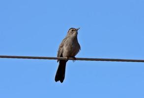 Ash throated Flycather on overhead wire photo