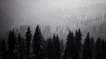 montañas carpatianas niebla y niebla en el bosque de pinos video