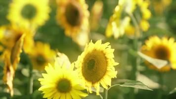 fält av blommande solrosor på en bakgrund solnedgång video
