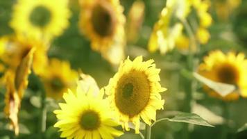 champ de tournesols en fleurs sur fond de coucher de soleil video