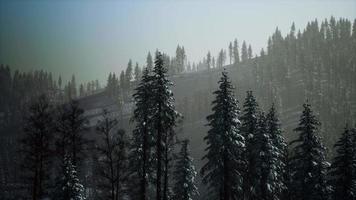 montagne dei Carpazi nebbia e foschia presso la pineta video