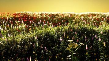 campo con flores durante el atardecer de verano video