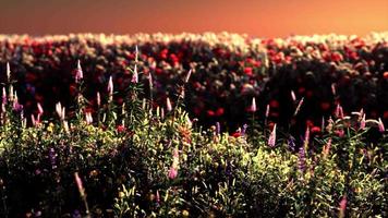 campo con flores durante el atardecer de verano video