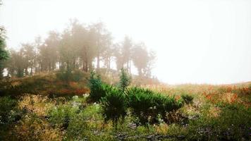 Beautiful panoramic landscape of the Pyrenees mountain valley video