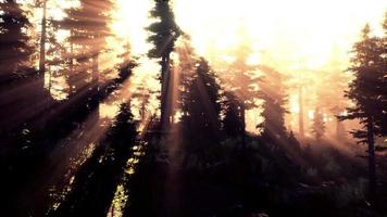 Magic dark Autumn forest scenery with rays of warm light video
