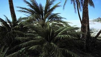 piantagione di palme da dattero destinate a una sana produzione alimentare video