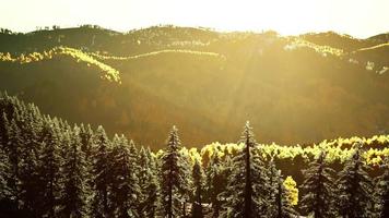 hösten skandinavisk som skog och landskap med levande höstfärger video