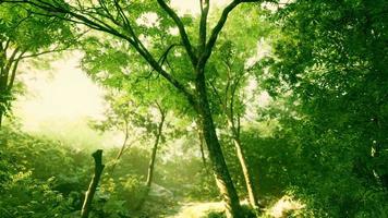 bosque nocturno con sol y luz de volumen video
