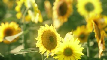 champ de tournesols au coucher du soleil spectaculaire video